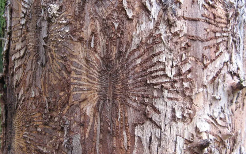 iepenziekte wiki 915x518 1