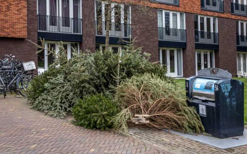kerstbomen weg2 915x518 1