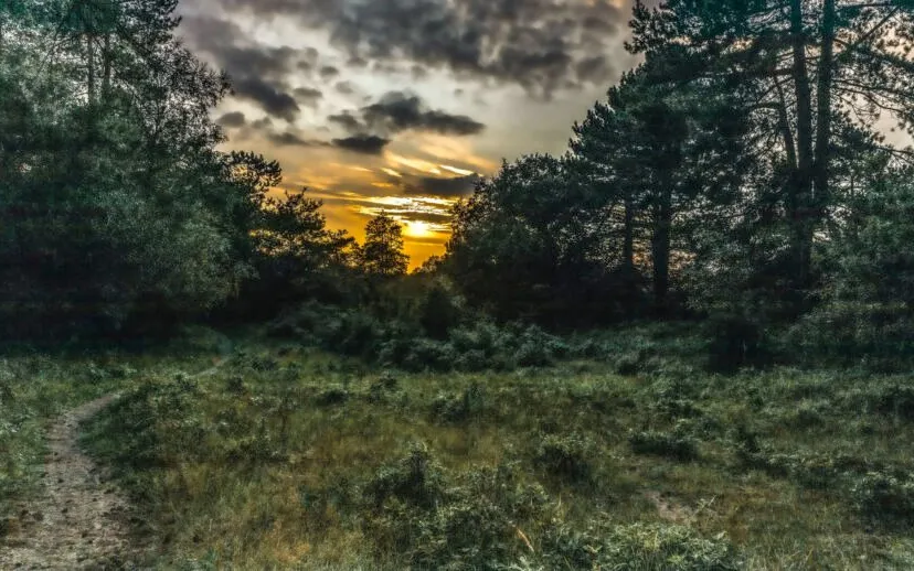 koningshof5 915x518 1