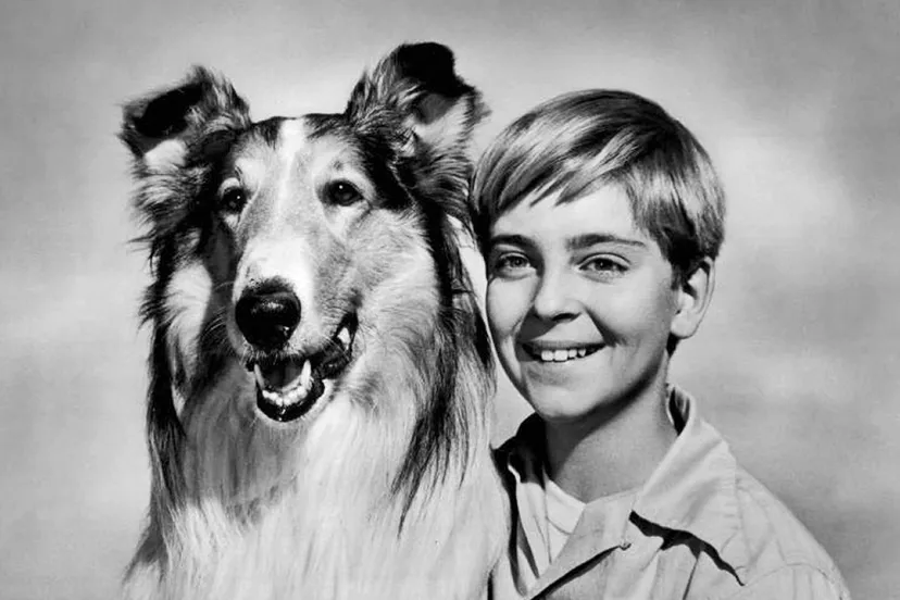 lassie tommy rettig circa 1955 wikipedia