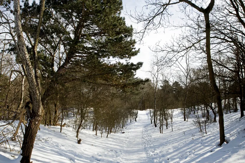 naamloos panorama2 awd sneeuw