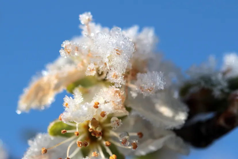 plum tree 1358287 1920