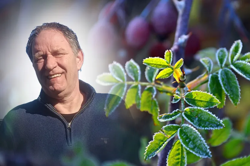 rain 4886848 1920 piet bevroren rijp