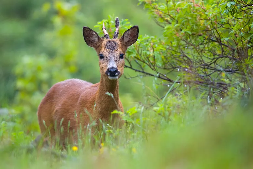 reebok door nico van kappel