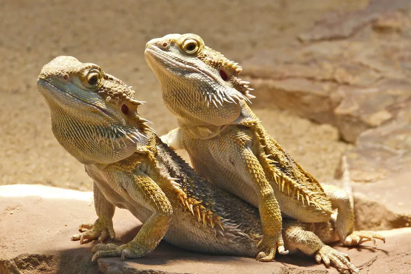 reptile 97233 1920 baardagamen