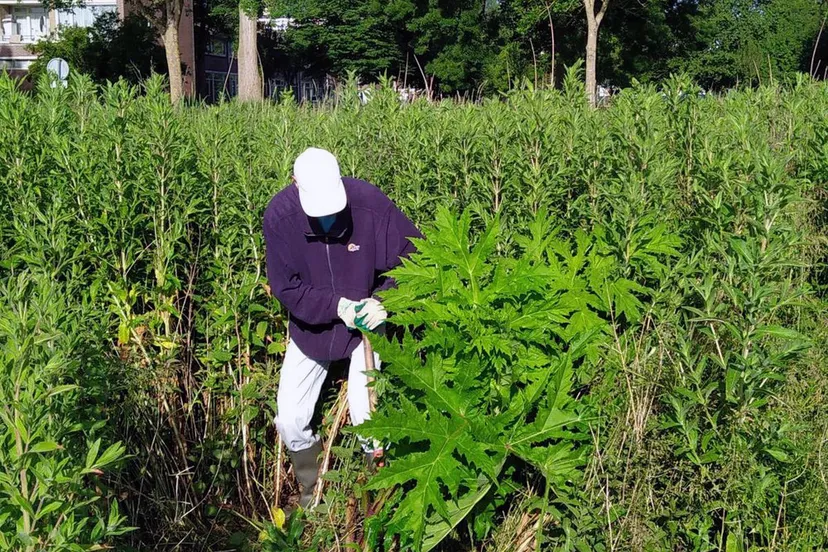 robert hoogeveen kopieren