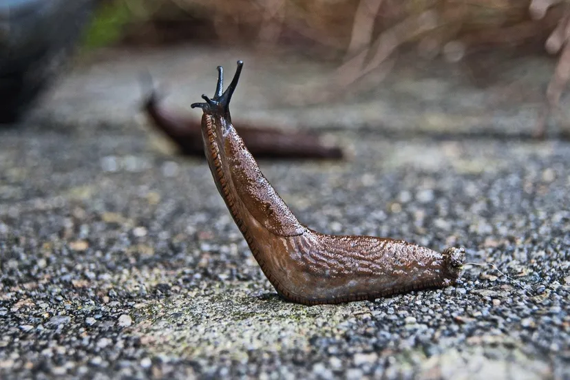 slug 1569009 1920 pixabay naaktslak