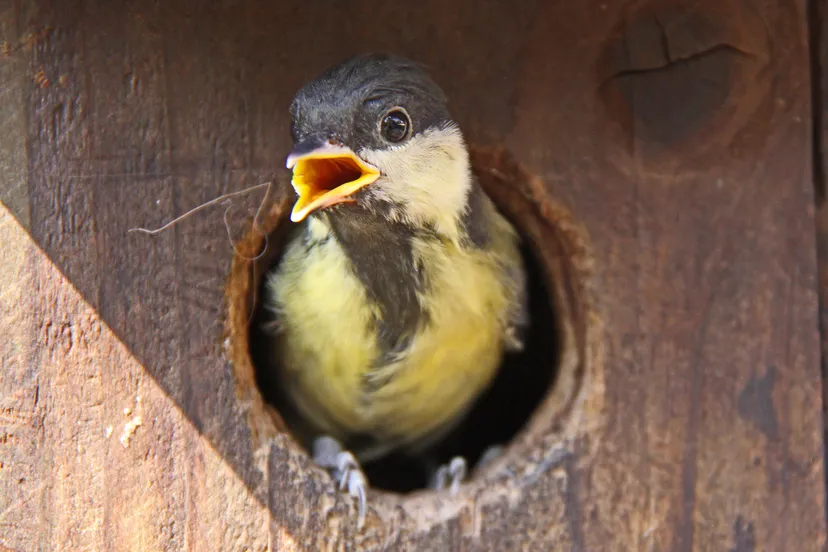 start nationale tuinonderzoek natuurmonumenten koolmees