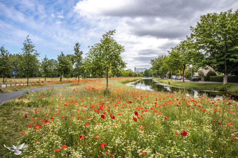 vrijheidsdreef uitgelicht