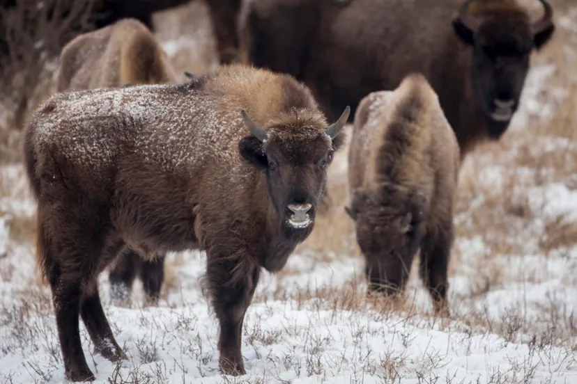 wissenten ruud maaskant