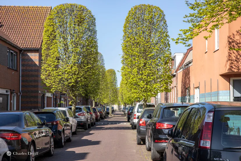 z polderstraat bomen