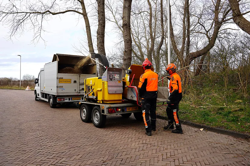 zv bomen snoeien fotograaf uitzandvoort nl