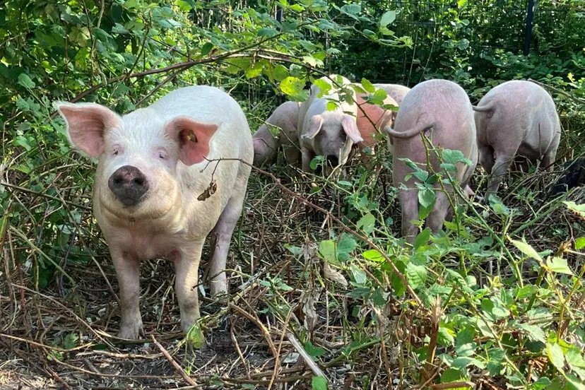 16x9 varkens image00003 kopieren