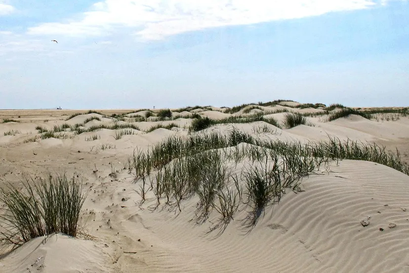 jonge duintjes met biestarwegras theo baas 6 bijgesneden 1 kopie