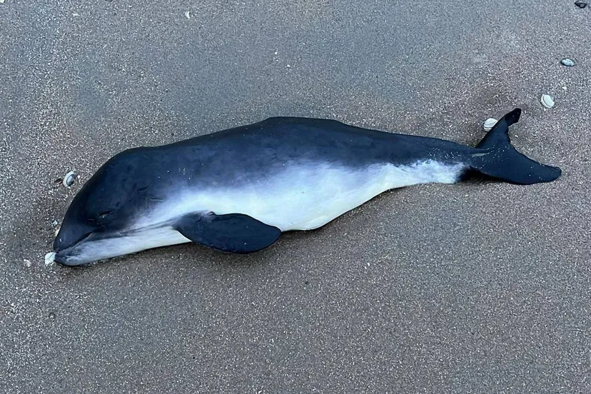 502583363 1052282920337696 1822489410155901804 n