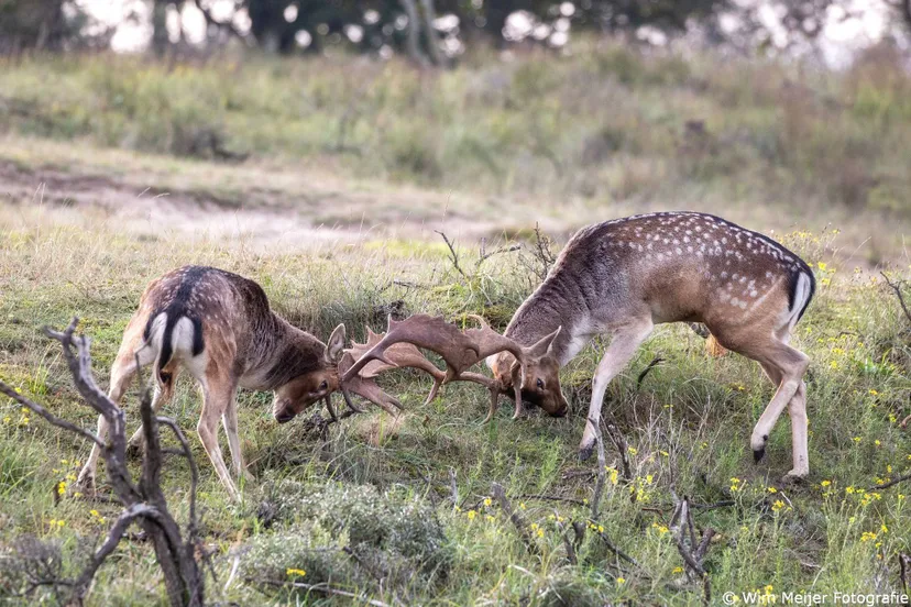 511331027_10231196554723244_4671604395397438096_n