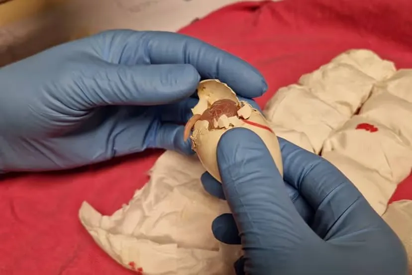 papegaai-komt-uit-ei-op-schiphol (1)