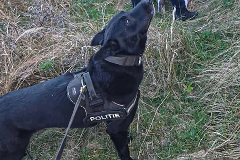 46ac6d59-f903-4145-a493-fb2d2ec650c3 kopiehond