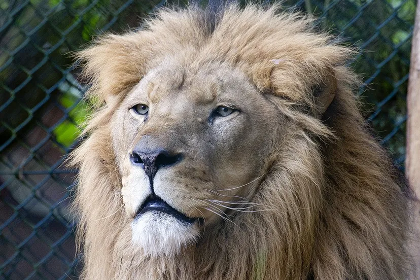 10498360 837864432892177 2442278596285568648 o leeuw