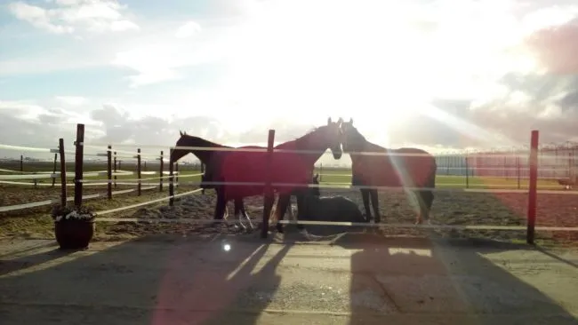 12239239 447102225493777 7731735951871356439 o e1497340748190