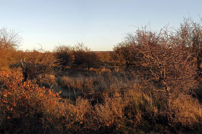 1487900 731850413493580 1515466780 o