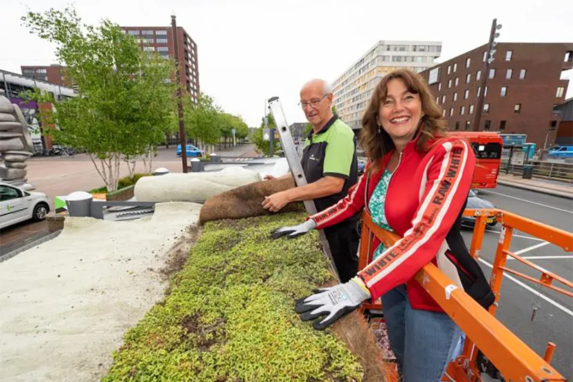 2022 05 10 sedumdaken