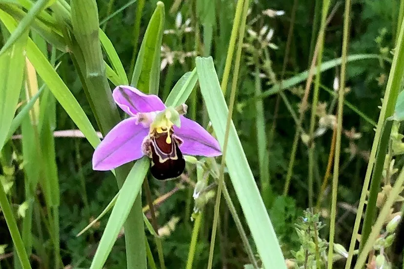 2305bijenorchis1 kopieren