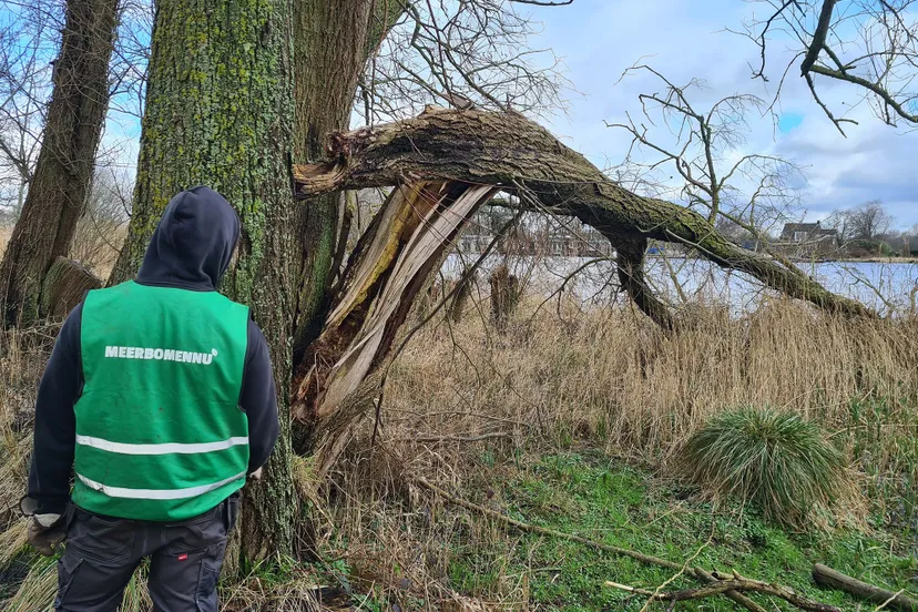 25febrauari 180 jaar oude wilg