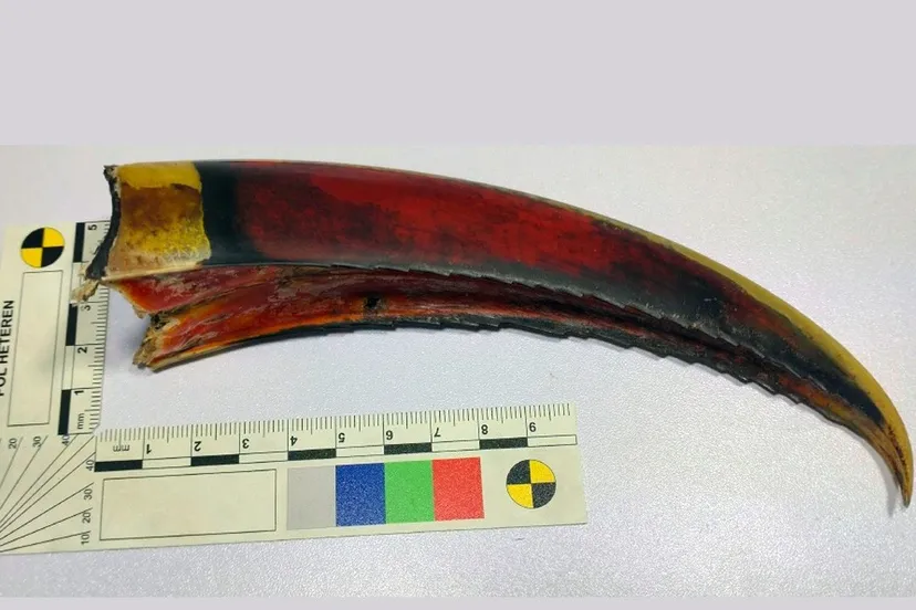 376735143 686387600185362 2405568471121635503 n