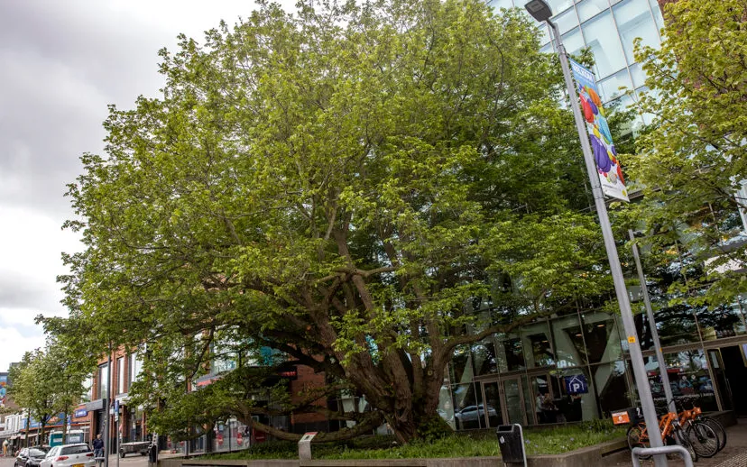 3z1a0429 kaukasische vleugelnoot wim meijer fotografie 1 915x518 1