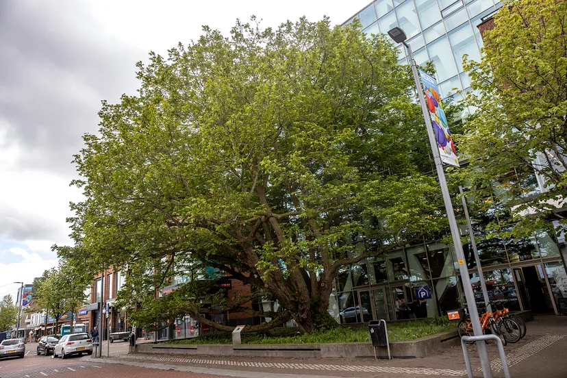 3z1a0429 kaukasische vleugelnoot wim meijer fotografie 1