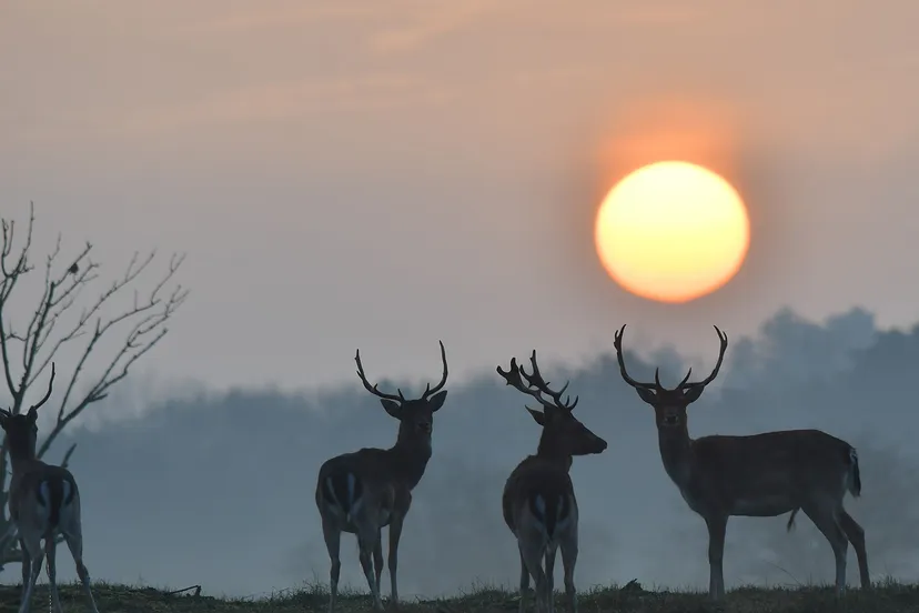 69767228 1235475279910257 4462609460224851968 n