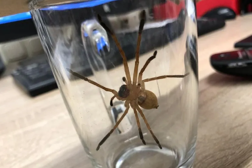 87520791 1286606358206077 6310594623379079168 o