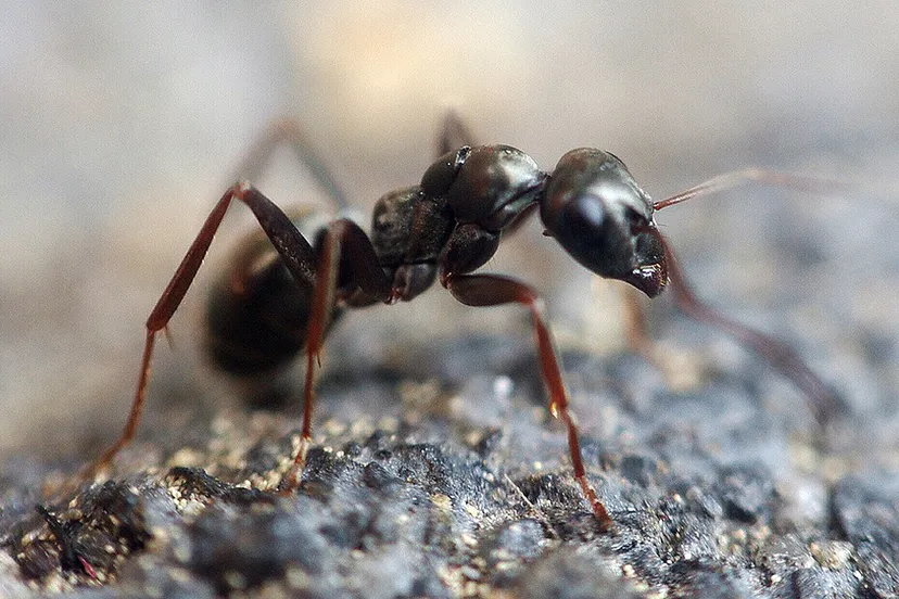 ant 1350089 1280 pixa