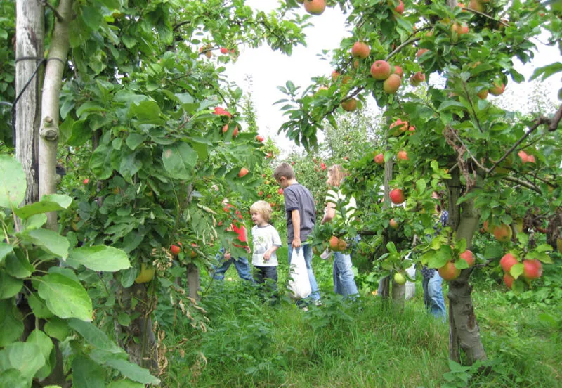 appelpluk e1508171670644