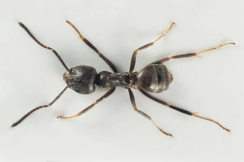 arbeider av tapinoma magnum arnstein staverlokk wiki