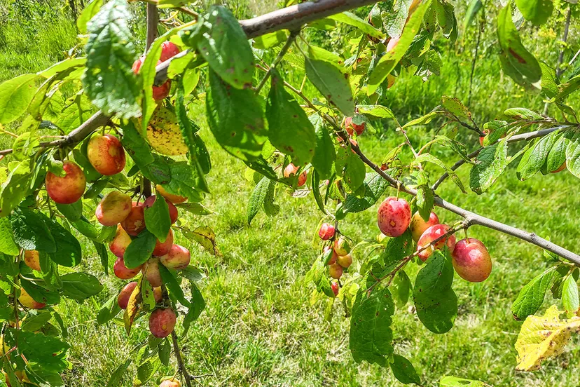 blog 28 juli pruimenrijp