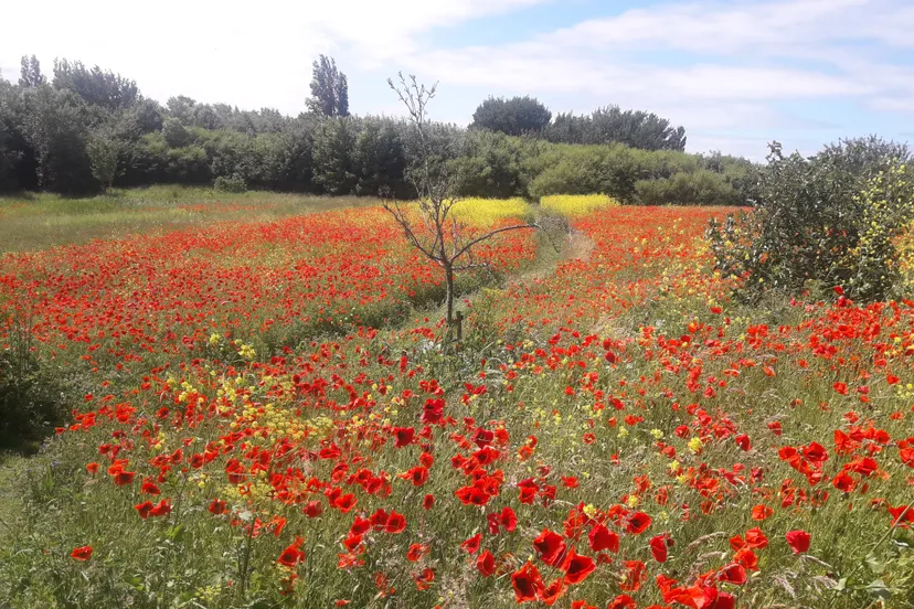 blog11 junizozien we het graag