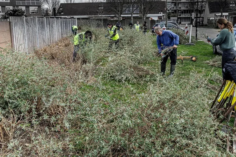 blog25 febr vlinderstruiken stekken