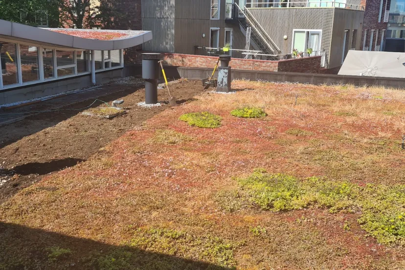 blog26juni sedum dak