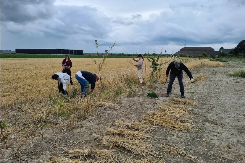 blog30 juli graanoogsten