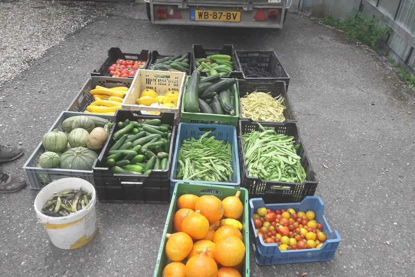 blog31 juli de oogst van 27 juli