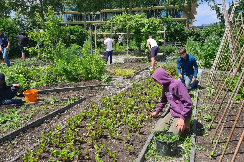 blog4juni hageveld 1