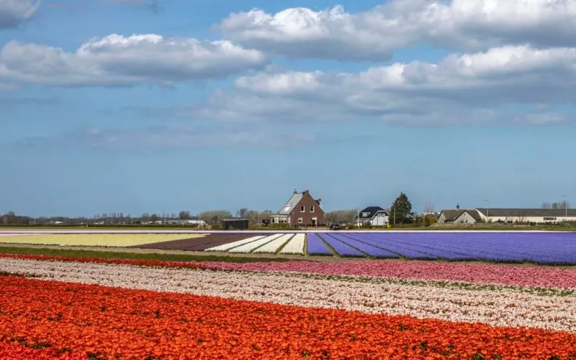 bollen uitgel 915x518