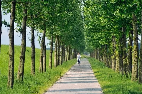 bomenrijgeniedijk