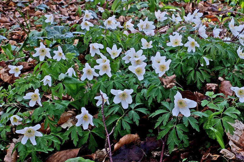 bosanemoon 1 theo baas