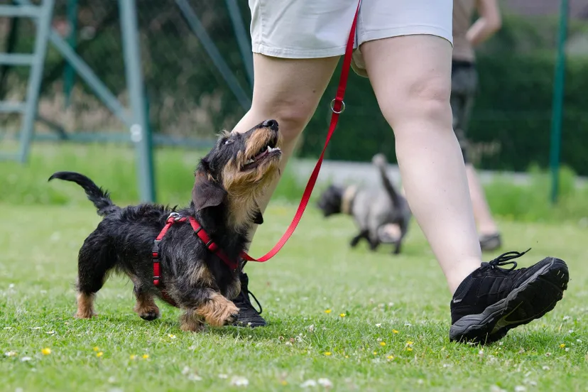 dachshund 672780 1920 pixabay