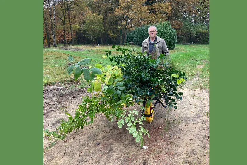 deoogst van 1 dag 2000 zaailingen 1