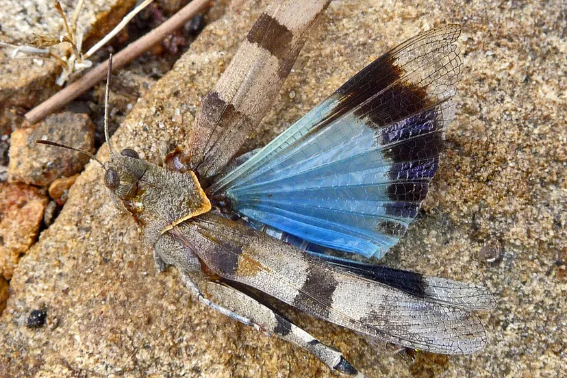 gail hampshire oedipoda caerulescens kopieren