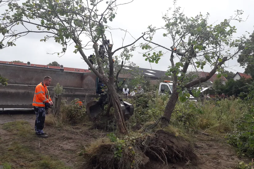 groterebomen kunnen we ook redden